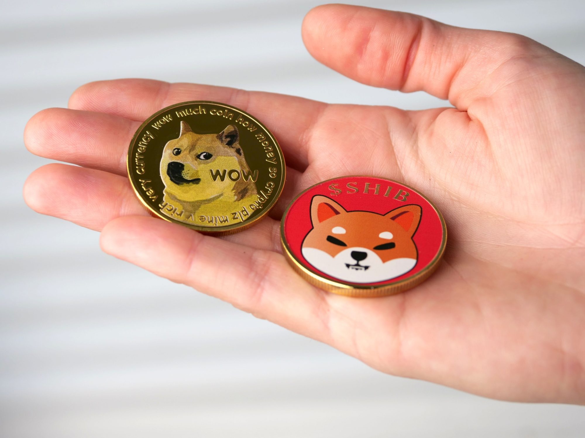 doge vs shiba crypto